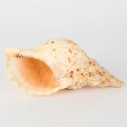 A Triton Trumpet Seashell