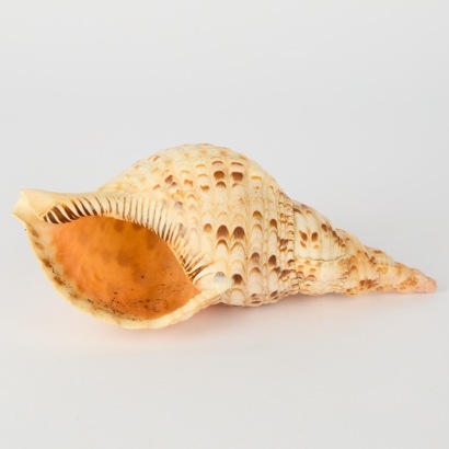 A Triton Trumpet Seashell