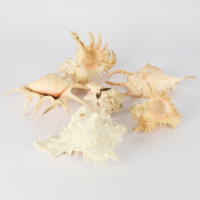 A Collection of Spider and Murex Seashells