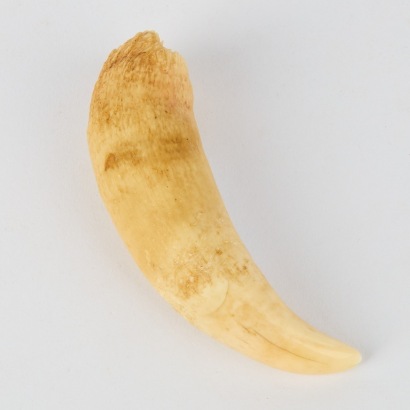 An Antique Sperm Whale Tooth