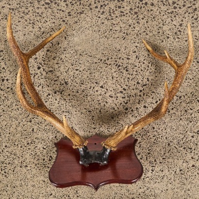 A Large Antique Pair of 12-Point Deer Antlers