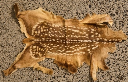 A Taxidermy Axis Deer Hide