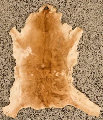A Vintage Goat Hide
