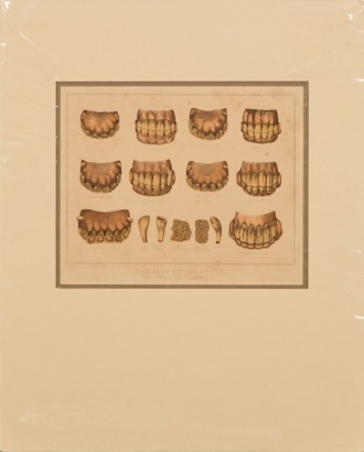 An Original Chromolithograph of the Ages of a Horse Dentistry