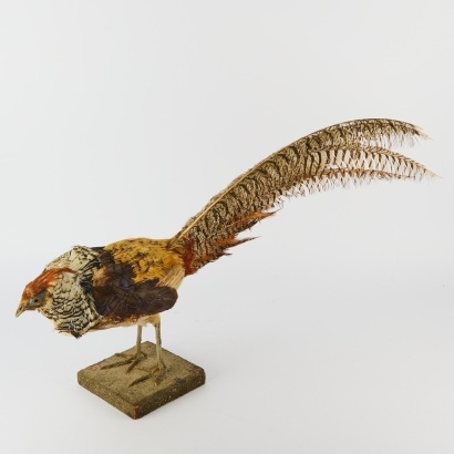 A Taxidermy Pheasant
