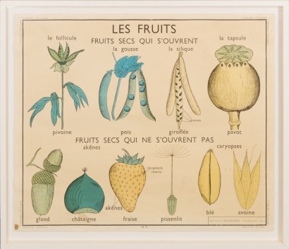 A French Botanical School Wall Chart, Published by &Eacute;ditions Rossignol