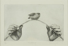 PRUE MACDOUGALL Fledgling