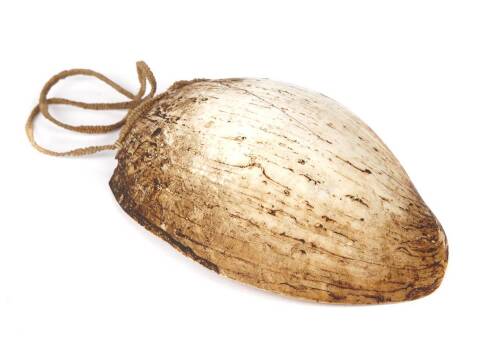 Bailer Shell Necklace