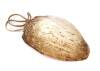 Bailer Shell Necklace