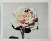 VICKI LEE untitled - 2
