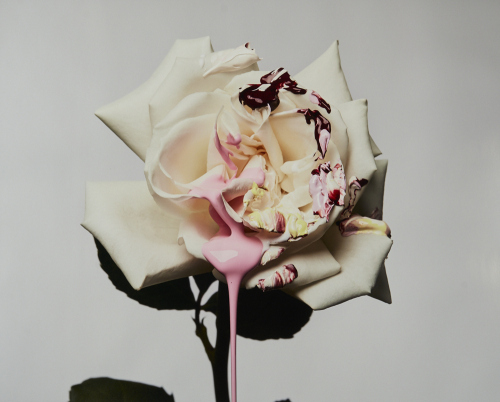 VICKI LEE untitled