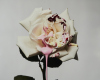 VICKI LEE untitled