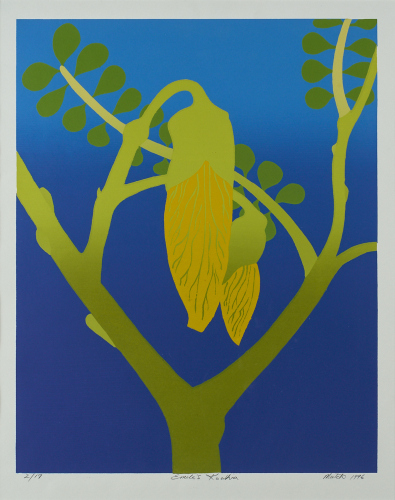 TOM MUTCH Emile's Kowhai