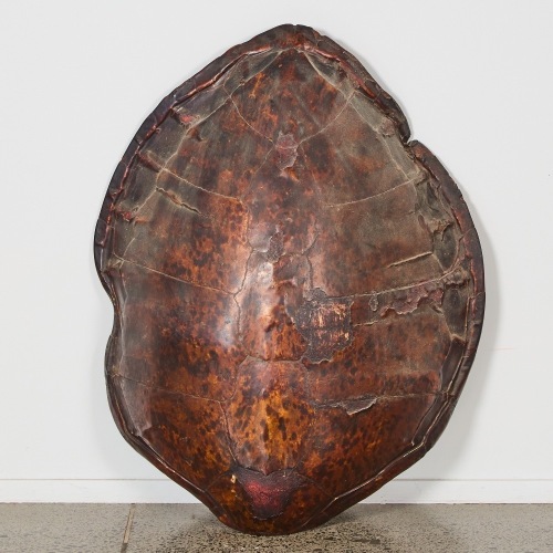 A Large Antique Sea Turtle Shell