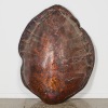A Large Antique Sea Turtle Shell