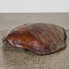 A Large Antique Sea Turtle Shell - 2