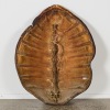 A Large Antique Sea Turtle Shell - 3