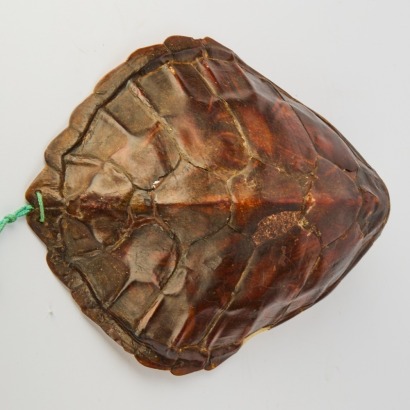 An Antique Turtle Shell