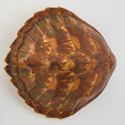 An Antique Hawksbill Turtle Shell