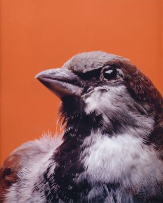 MICHAEL PAREKOWHAI Portrait of Ed Brown
