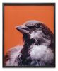 MICHAEL PAREKOWHAI Portrait of Ed Brown - 2