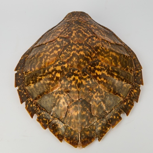 An Antique Hawksbill Turtle Shell with Incredible Patterning