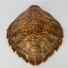 An Antique Hawksbill Turtle Shell with Incredible Patterning
