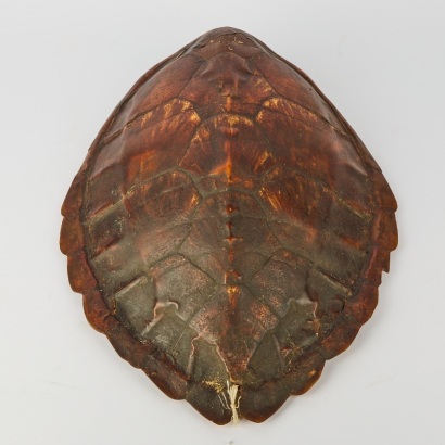 An Antique Hawksbill Turtle Shell