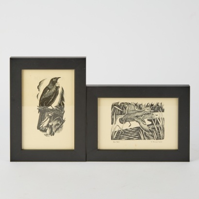 E. MELVYN TAYLOR Tui And Grey Duck Book Plates C.1946