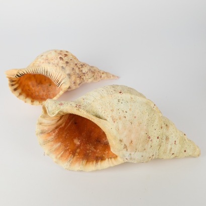 A Very Large Triton Trumpet Seashell