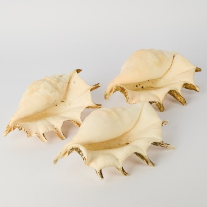 A Trio of Large Spider Conch Shells