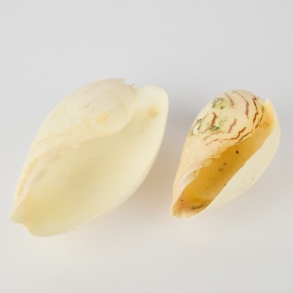 A Pair of White Shankh Conch Shells