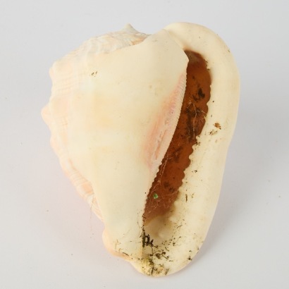 A Queen Horned Helmut Seashell