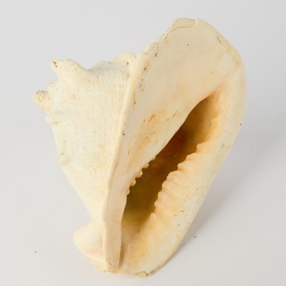 A Horned Helmut Conch Shell