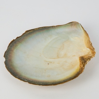 A Large Black-Lipped Pearl Shell