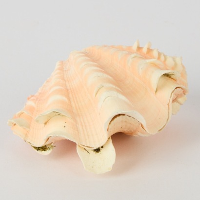 A Pair of Pink Tridacna Clam Shells