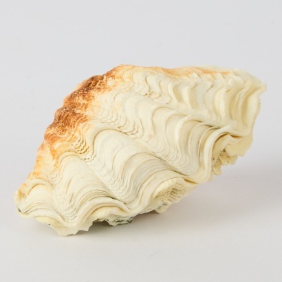 A Pair of Clam Shells