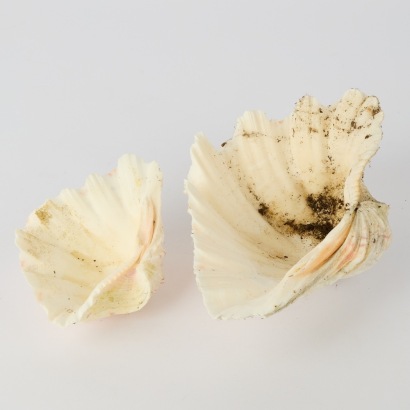 A Pair of Bear Paw Clam Shells