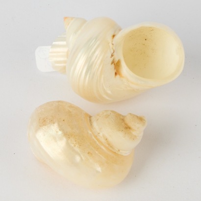 A Pair of Small Seashells
