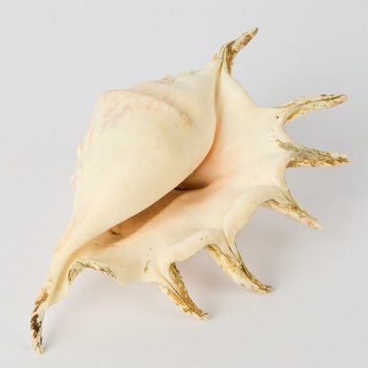 A Spider Conch Seashell