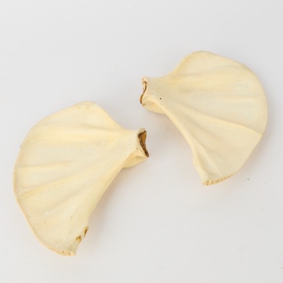 A Pair of Dried Animal Bones