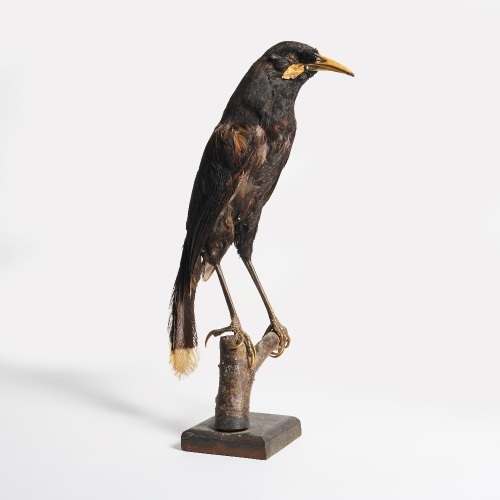 A Taxidermy Male Huia, Aotearoa