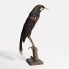 A Taxidermy Male Huia, Aotearoa - 7