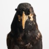 A Taxidermy Male Huia, Aotearoa - 12