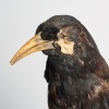 A Taxidermy Male Huia, Aotearoa - 14