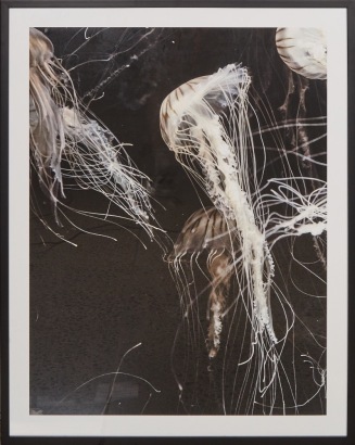 A Large Jellyfish Print