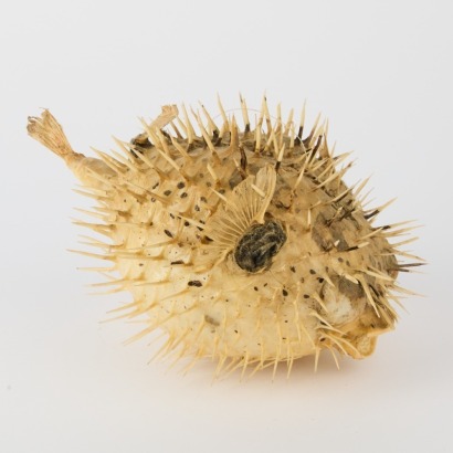A Puffer Fish Specimen