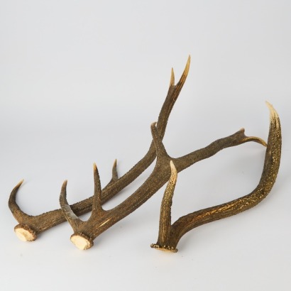 A trio of Deer Antlers
