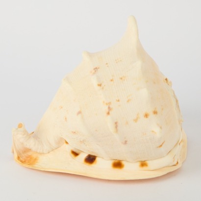 A Very Large Horned Helmut Conch Shell