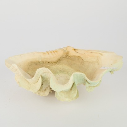 A Very Large Bear Paw Clam Shell